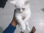 High Quality Mix Breed