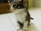 High quality mix breed