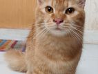 high quality mix breed ginger cat