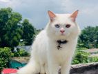 High quality mix breed male cat