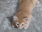 high quality mix breed parsian female kitten