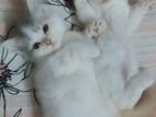 High Quality Mix Breed Persian Cat