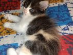 High quality mix female kitten