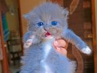 high quality mix kitten
