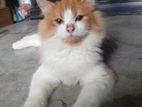 High Quality Mix Persian Female