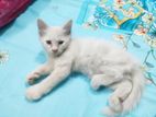 High quality mix persian kittens(male, female)