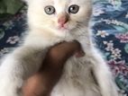 High Quality Mixed Breed Female Kitten