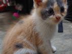 High quality mixed breed