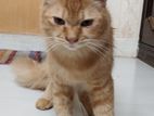 High Quality mixed breed ginger cat