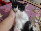 High Quality Mixed Breed Male Kitten