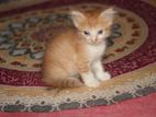 High Quality mixed breed Parsian kitten