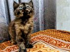 high-quality mixed breed persian