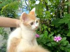 High Quality Mixed Female