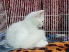 High Quality Mixed Persian Breed Blue Eyes Female Kitten