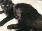 Persian cat for sell