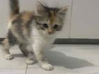 High Quality Mixed Persian
