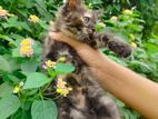 High quality mixed tortoiseshell female