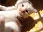High quality Mixeed persian cat