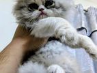 High Quality Persian Baby