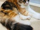 High quality Persian Calico Kitten