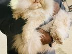 High quality Persian Cat