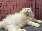High Quality Persian Cat