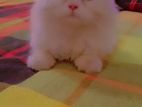 high quality Persian cat