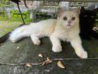 High quality persian cat sell