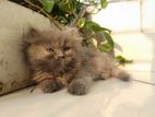 High Quality Persian Female Kitten