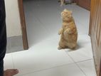 High Quality Persian