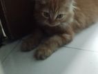 High Quality Persian Kitten 🔥