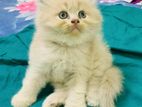 High Quality Persian Kitten