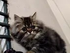 High quality persian kitten