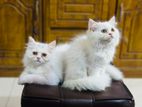 High Quality Persian Kitten