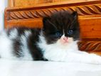 High Quality Persian kitten / male & female