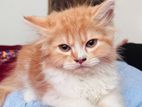 High Quality Persian Male