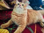 Persian Mix Breed Cat