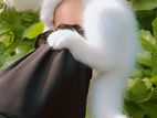 High Quality Persian Mixd Kitten
