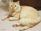 High quality persian mixed breed adult male cat...