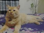 high quality persian mixed breed adult male cat...
