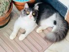 High Quality Persian Mixed Breed Semi Adult Male