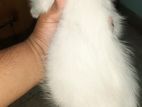 High Quality Persian Mixed Female Kitten