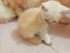 high quality persian mixed female kitten