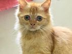 High Quality Persian mixed