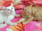 high quality persian mixed male and female