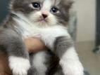 High quality persian semi punch face male female kittens