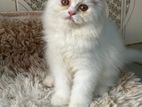 High Quality Pure Breed Persian kitten