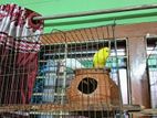 High quality Running Bajrika Bird for sell