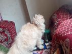 High Quality Samy adult female Available