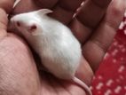 ❤️❤️❤️ High-quality Swiss Albino Mice (Not Rat)
